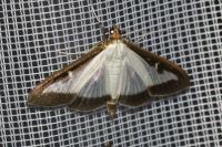 Cydalima perspectalis