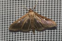 Cydalima perspectalis