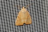 Cosmia trapezina