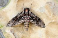 Agrius convolvuli