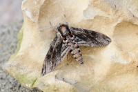 Agrius convolvuli