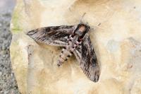 Agrius convolvuli