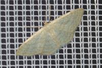 Idaea subsericeata