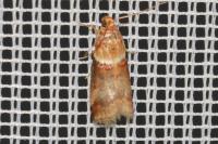 Acrobasis tumidana