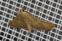 Endotricha flammealis