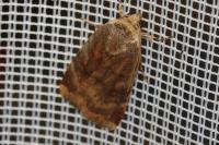 Noctua janthina
