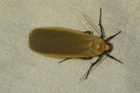 Collita griseola