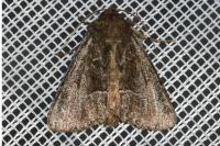 Thalpophila matura