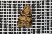 Euzophera pinguis