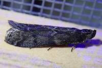 Pyla fusca