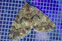 Hydriomena furcata