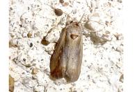 Epimecia ustula