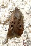 Euxoa obelisca obelisca