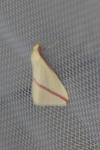 Rhodometra sacraria
