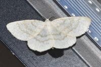 Cabera exanthemata