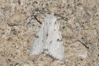 Acronicta leporina