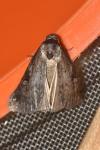 Stilbia anomala