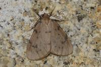 Paidia rica