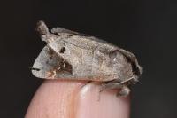 Clostera anachoreta