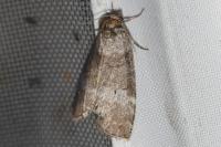 Ochropacha duplaris