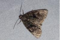 Cryphia algae/pallida/ochsi