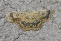 Cyclophora annularia