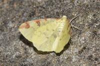 Opisthograptis luteolata
