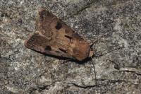 Agrotis exclamationis exclamationis