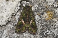 Trachea atriplicis