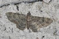Gymnoscelis rufifasciata