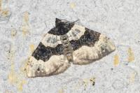 Cosmorhoe ocellata