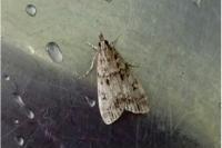 Eudonia lacustrata