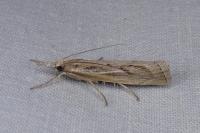 Agriphila tersella