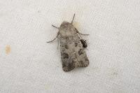 Anarta sodae