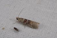 Ancylosis oblitella