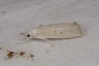 Calamotropha paludella