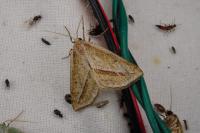 Chariaspilates formosaria