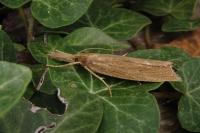 Chilo phragmitellus