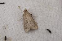 Chilo pulverosellus