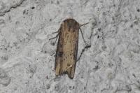 Axylia putris