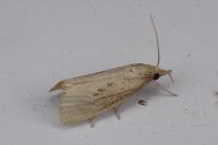 Chilo suppressalis