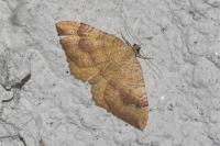 Camptogramma bilineata