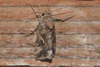 Autographa gamma