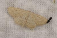 Scopula minorata