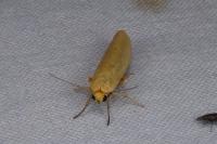 Indalia pygmaeola pallifrons