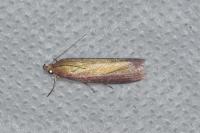 Oncocera semirubella