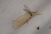 Laelia coenosa