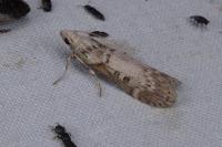Lamoria zelleri
