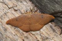 Watsonalla binaria
