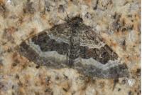 Epirrhoe alternata
